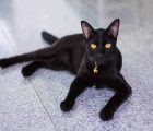Nằm mơ thấy mèo đen là điềm dữ hay lành, con số may mắn liên quan